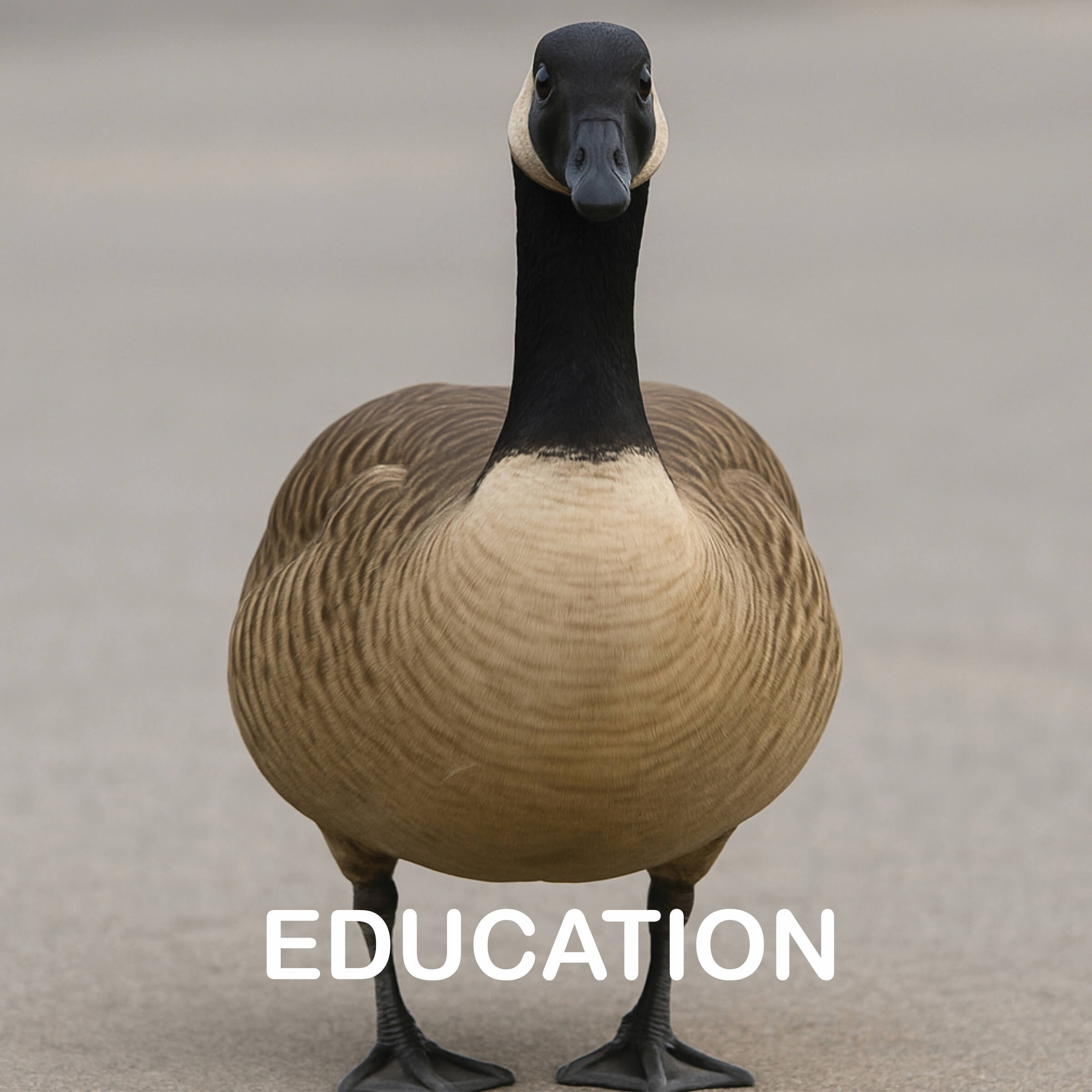picture of a goose with the word "Education"